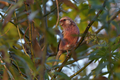 早朝ベニマシコ