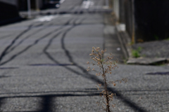 #そのへんの草を撮る会