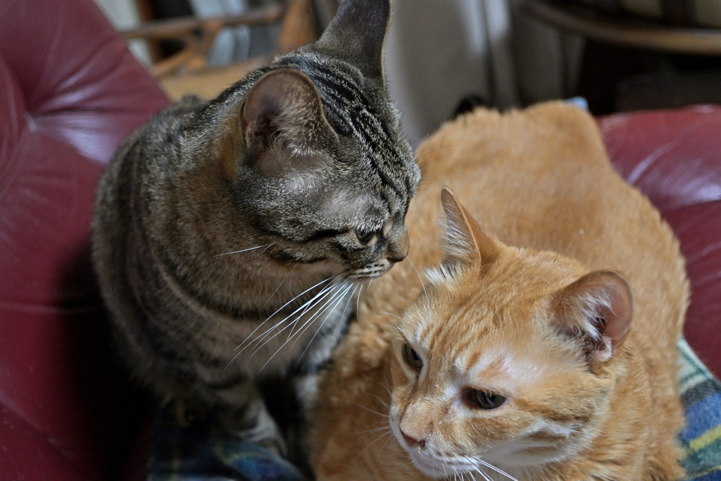 今日は猫の日