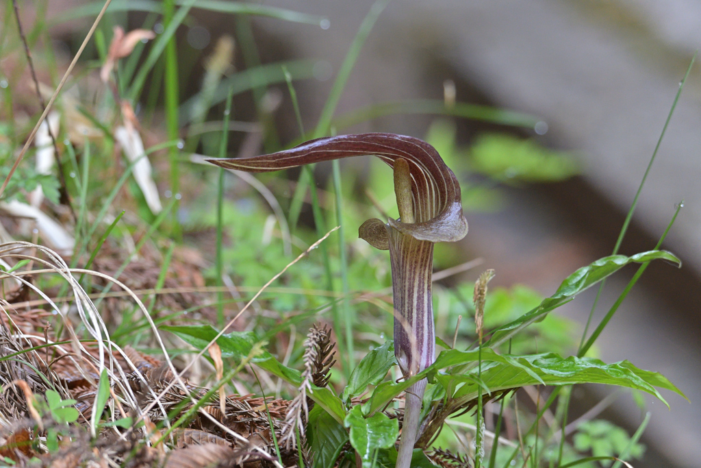 マムシグサ（？）