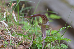 マムシグサ（？）