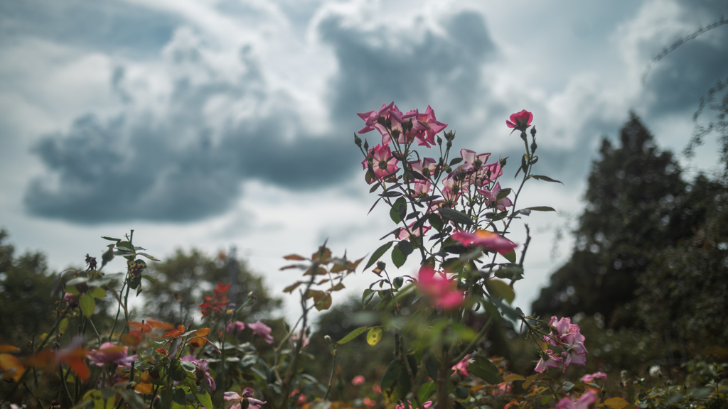 ローズガーデン