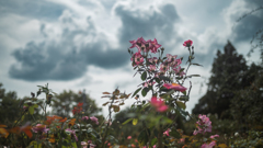 ローズガーデン