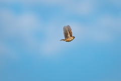 Little Wing