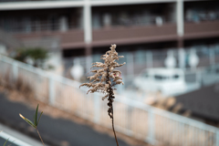 坂の多い街に暮らす