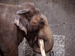 動物園紀行 ４