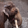 動物園紀行 ４