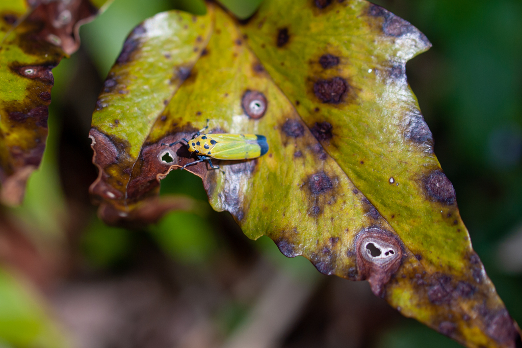 バナナ虫