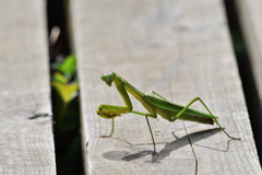 今日のカマキリ
