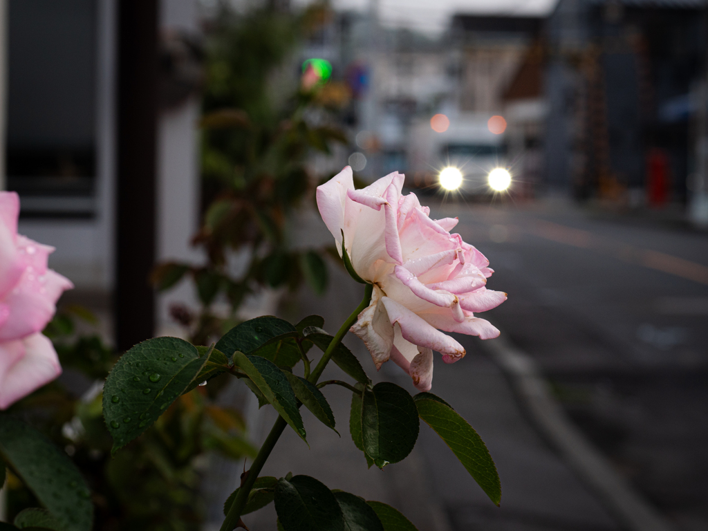 after the rain