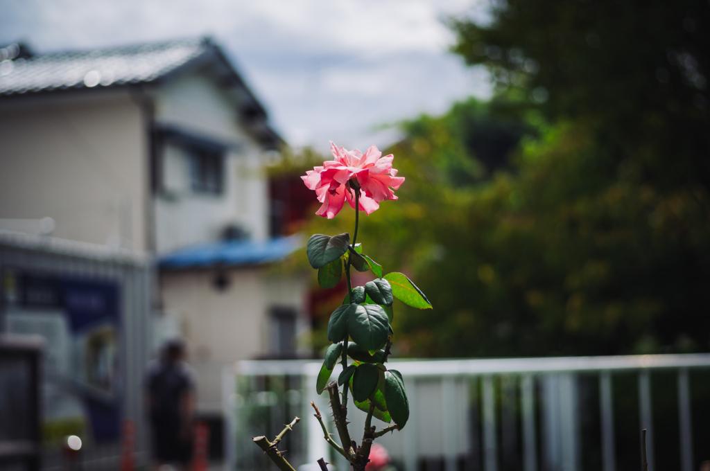 町内の孤高