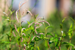 これも花ですか？