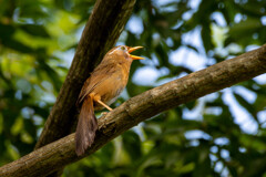 近所の公園は、どこもガビチョウの天下…