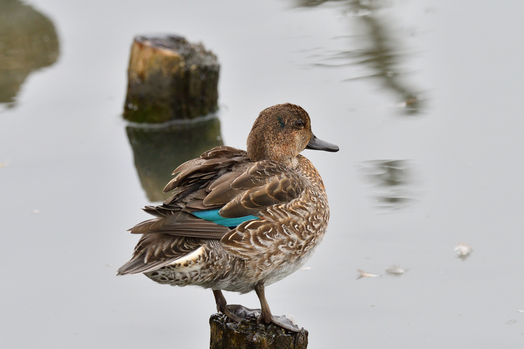 コガモ♂（エクリプス）
