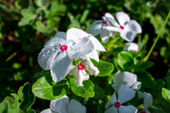 降ったり晴れたり