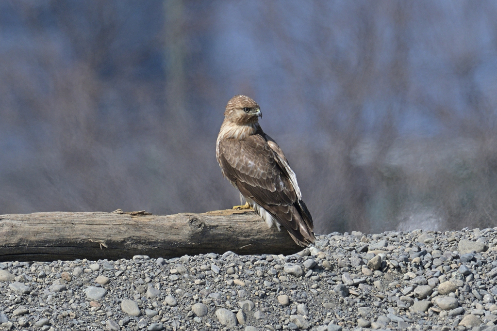 飛ぶの待ってたんですが…