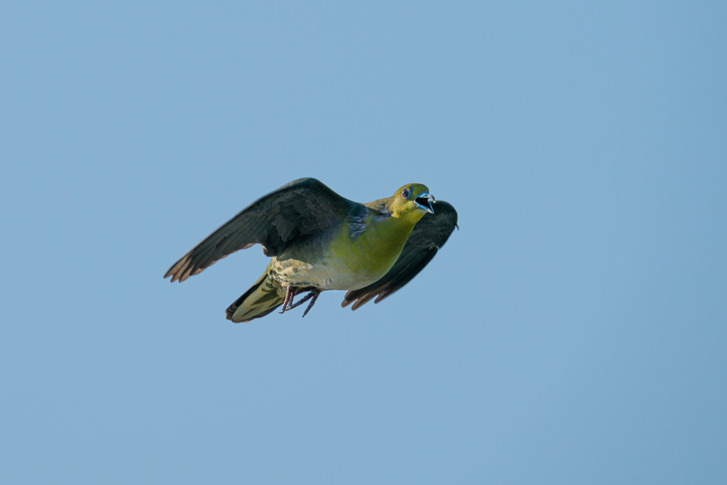 アオバト撮りもまぁまぁスポーツ