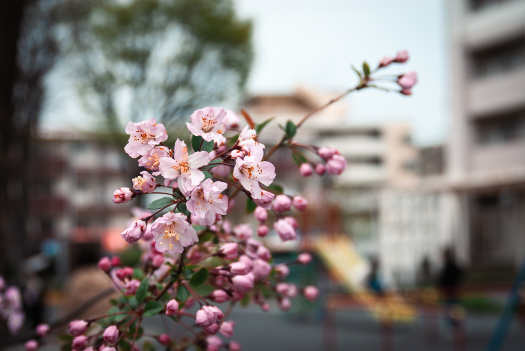 桜は咲いたが