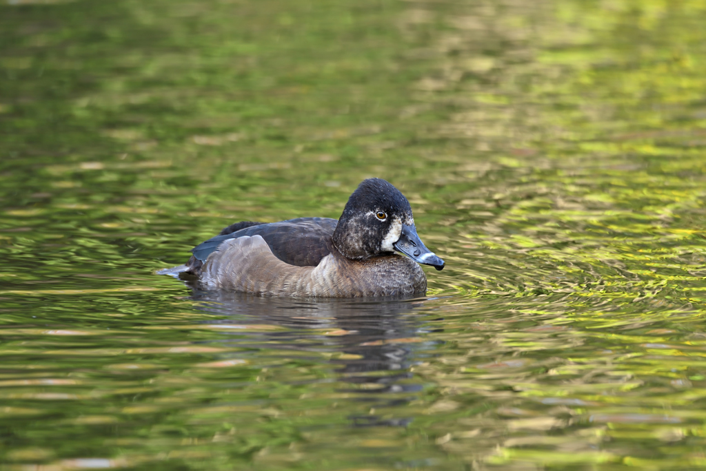 今年も来てました。