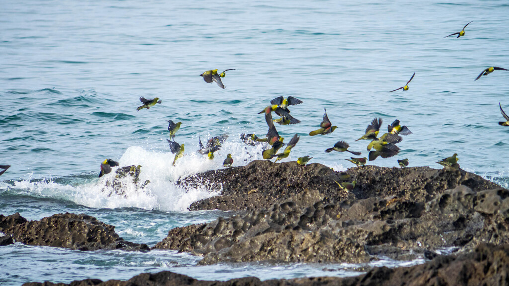 アオバトの『お約束』