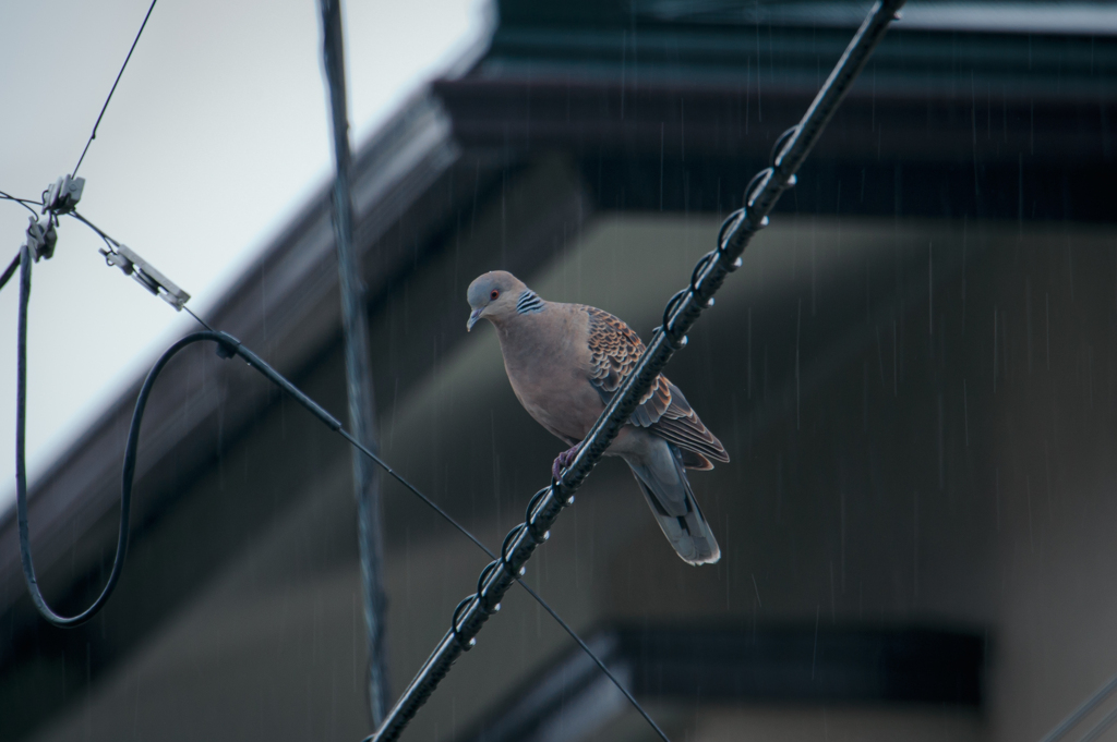 五月雨
