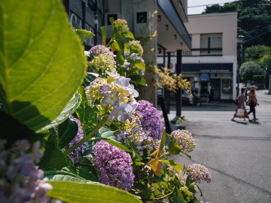 花の毬ありて