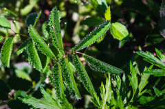 Water drops