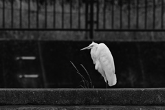 チュウダイサギ