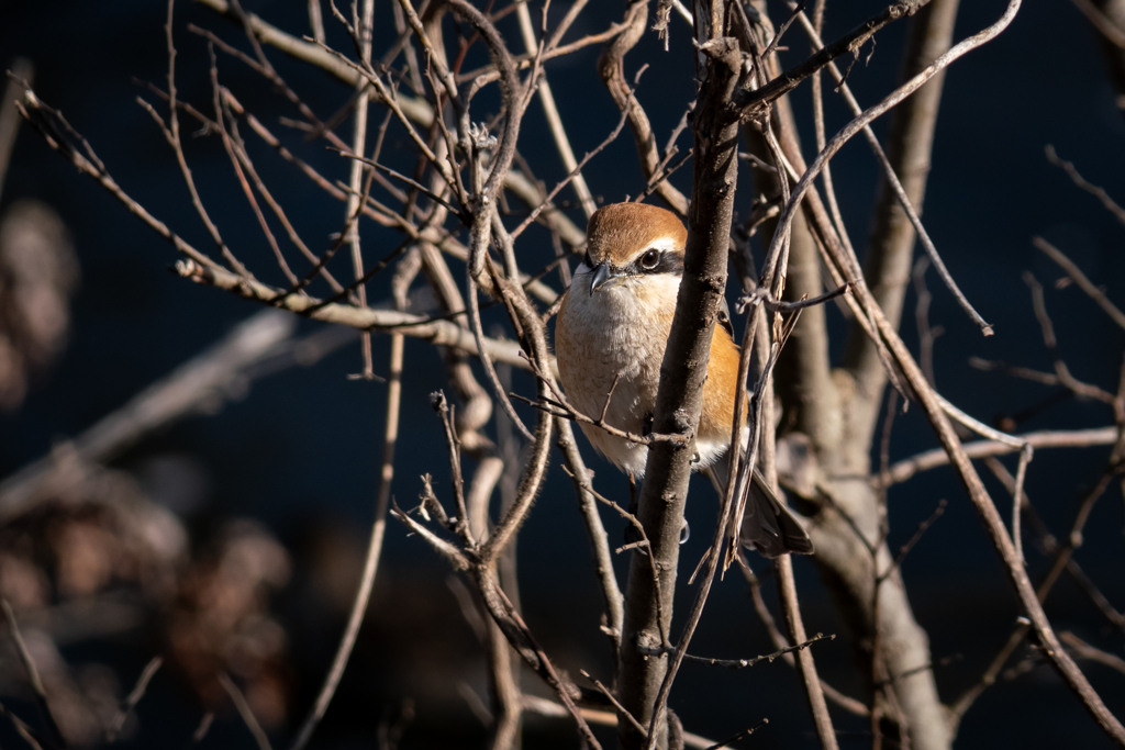 剣豪でなくとも描きたくなる
