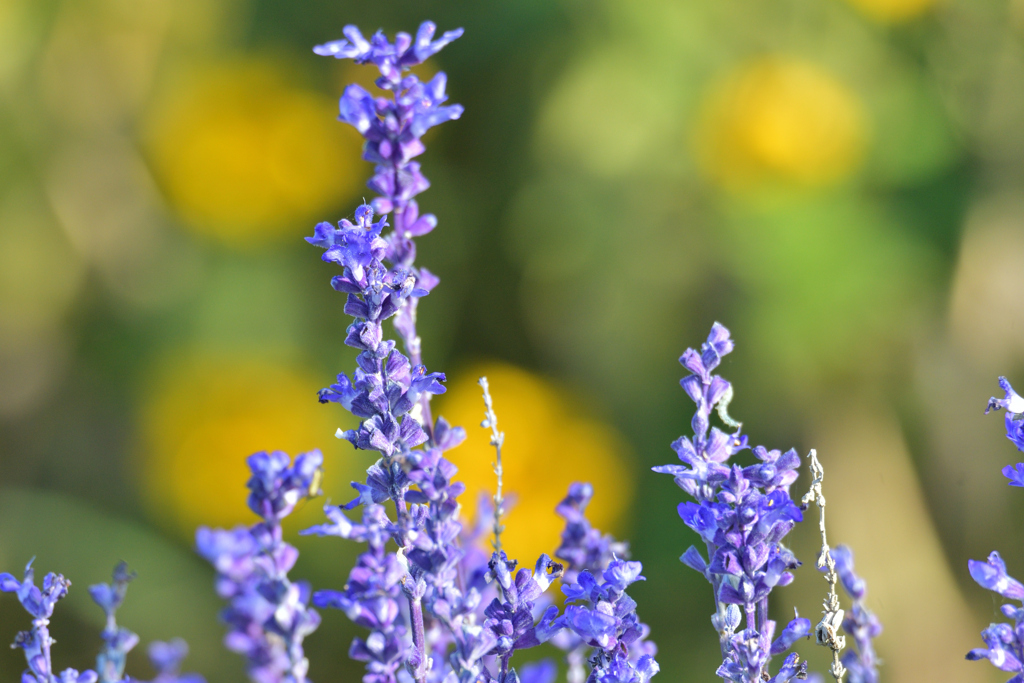 馬入ふれあい公園の花
