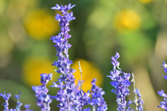 馬入ふれあい公園の花