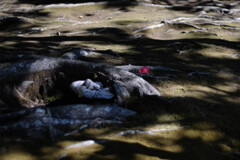 鎌倉・高徳院（大仏殿）4