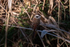 枯れ野に響く声