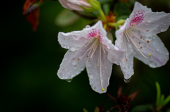 雨降る庭にて