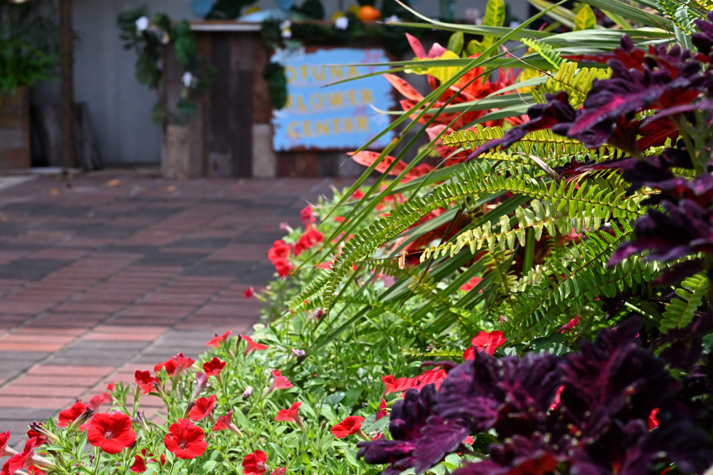 大船フラワーセンター