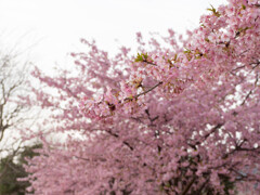 河津桜