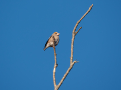 てっぺん（のチョイ下）
