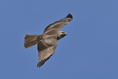 いきなり現れたノスリ