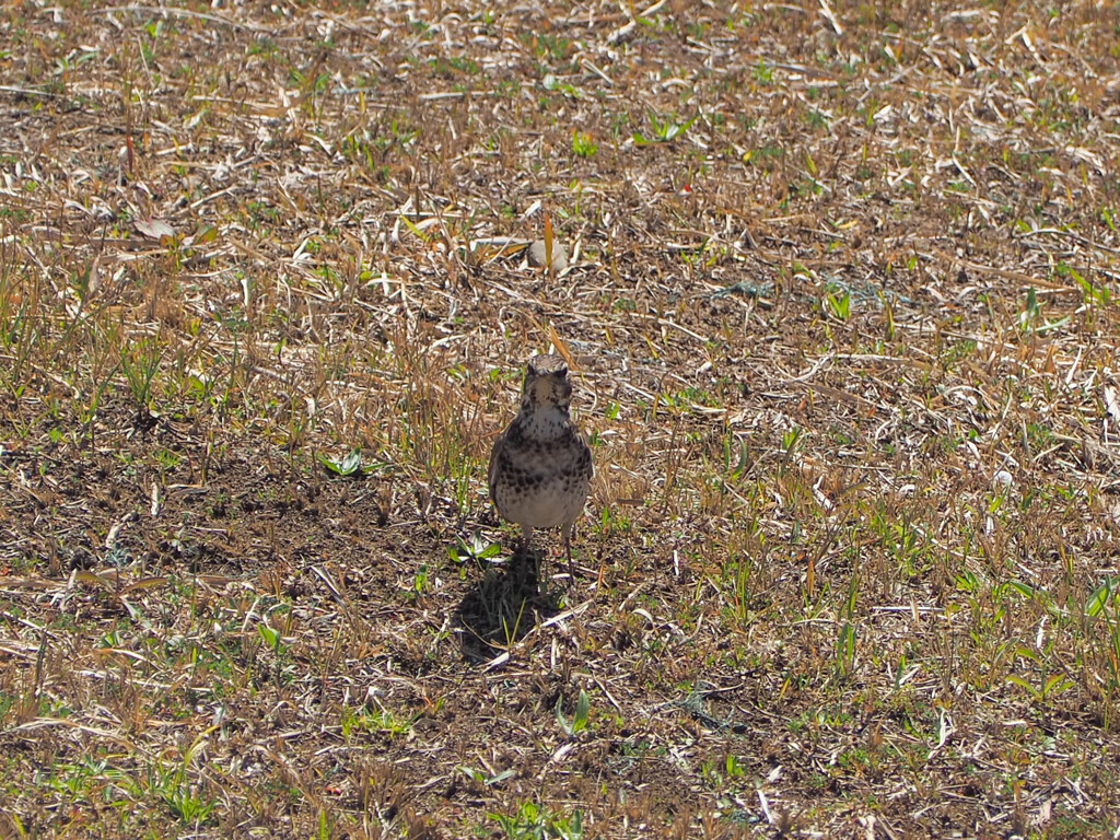 めっちゃ見られてる