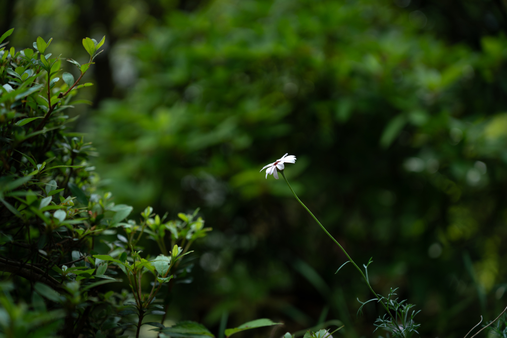 小花のプライド