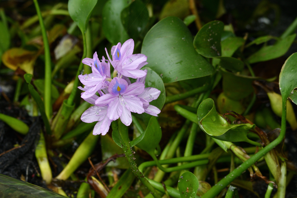 今日の花（ホテイアオイ）