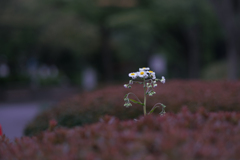 花言葉は『追想の愛』