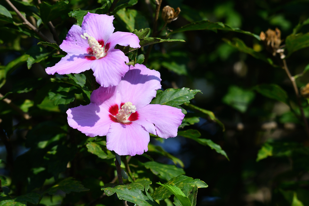 見た目が夏っぽい
