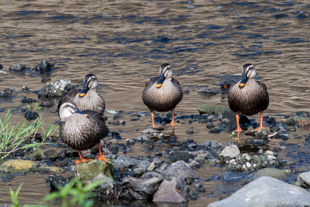 カルガモ兄弟（たぶん）