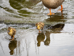 親ってそんなもんかも