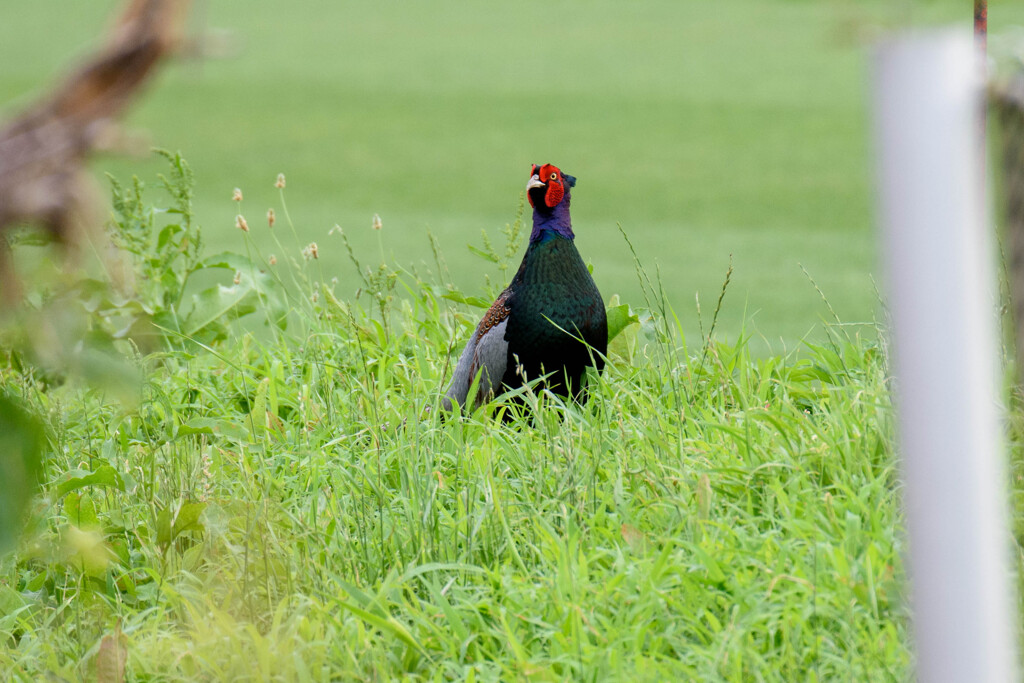 お！　鳴くかな？（鳴きませんでした…）