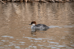 巫女の女房は、やんちゃ系？