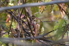 カシラダカらしい写真だけど枝被り　＿|￣|○