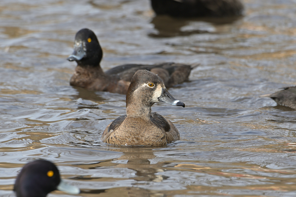 クビワキンクロ♀
