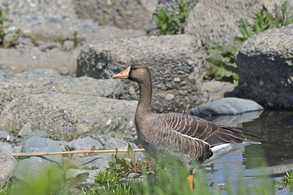 お初のマガン（間に合った）